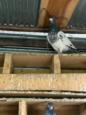 Teddy Male Pigeon