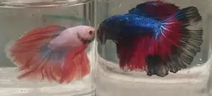 Fighter Fish