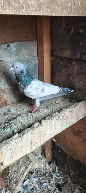 Goldan Pakistan Pigeon