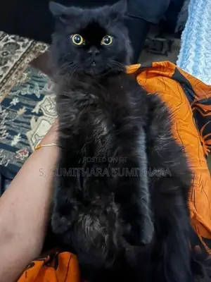 පර්සියන් කැට්