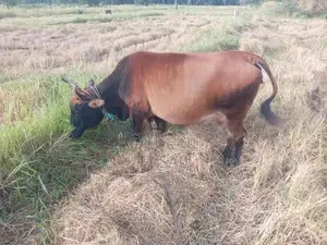 කිරි හරක්