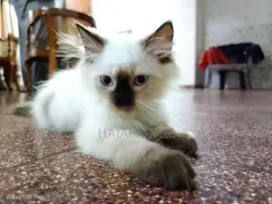 kittens