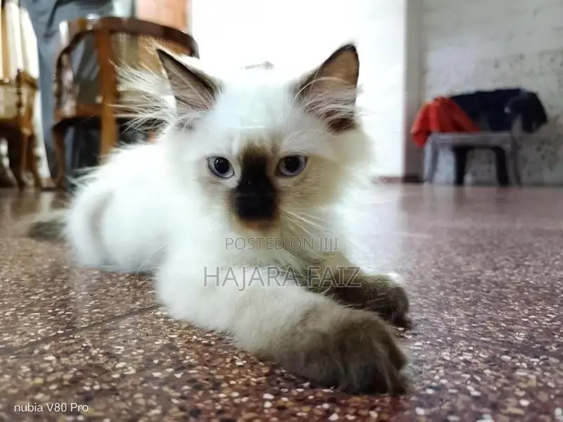 kittens