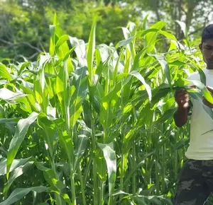 ஆடு மாடுகளுக்கான வளர்ப்பு புல்விதை