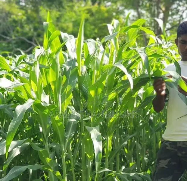 ஆடு மாடுகளுக்கான வளர்ப்பு புல்விதை