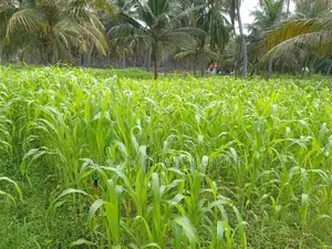 ஆடு மாடுகளுக்கான வளர்ப்புபுல் விதைகள்