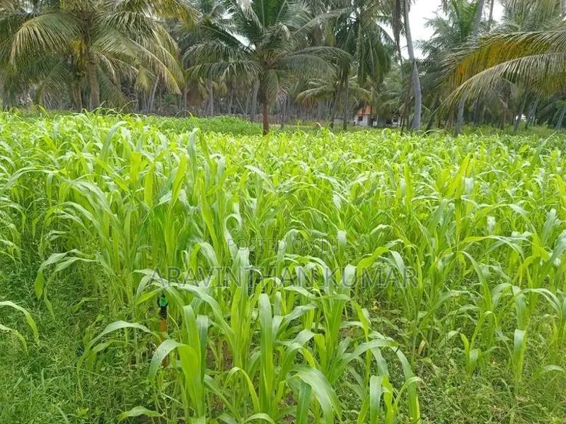 ஆடு மாடுகளுக்கான வளர்ப்புபுல் விதைகள்