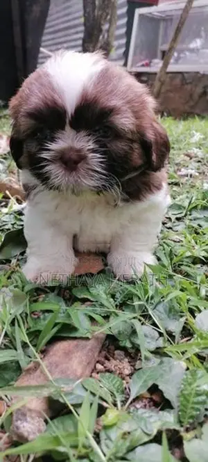 Shih Tzu Puppies