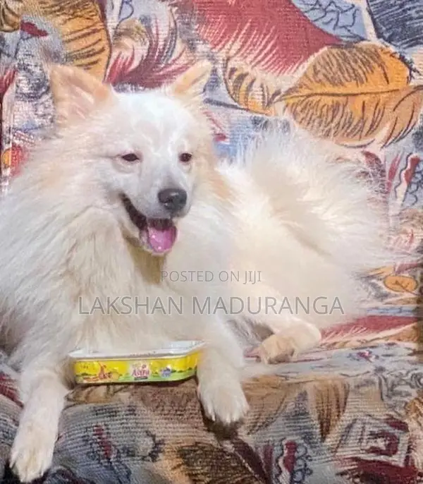 Pomeranian Dog