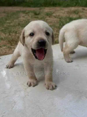 Labrador Puppies