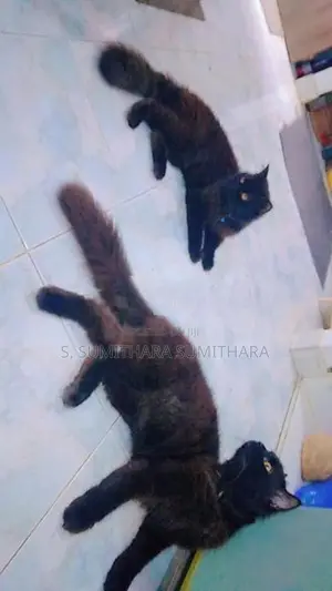 පර්සියන් කැට්