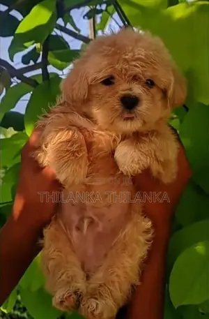 Terrier Puppies