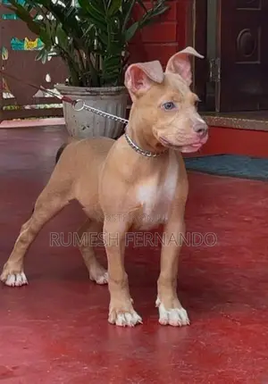 American Bully Male Puppy