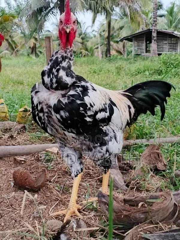 rooster