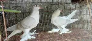 Pigeons