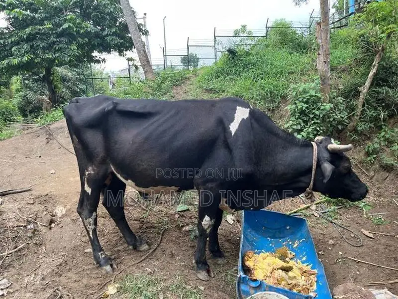 Farm Cow