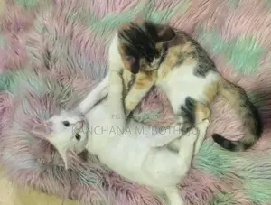 Mix Persian Cats