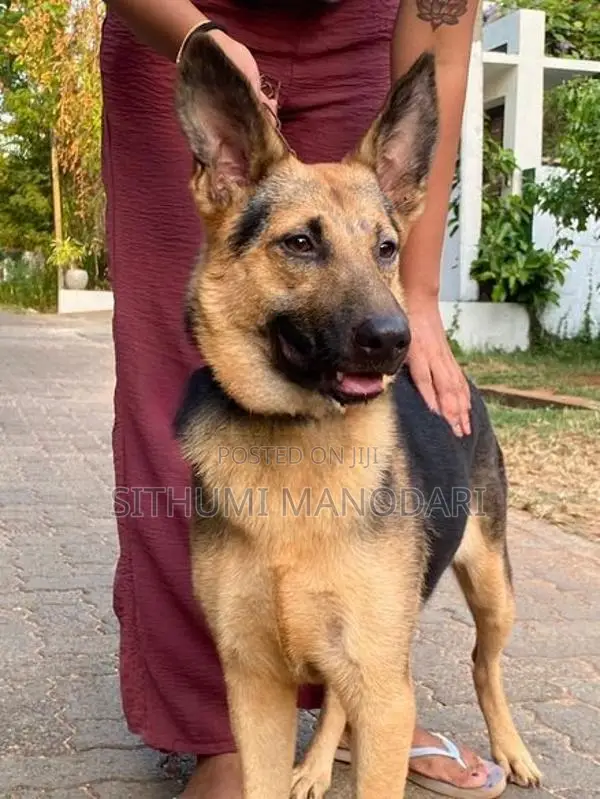 German Shepherd Short Coat Female