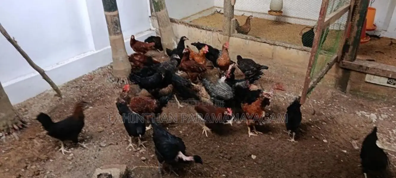 Country Chicken
