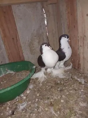 Pigeon
