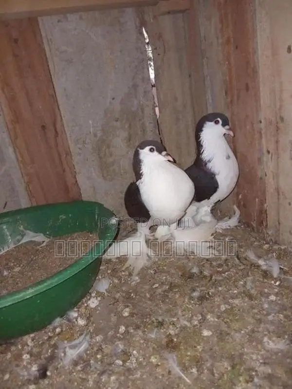 Pigeon