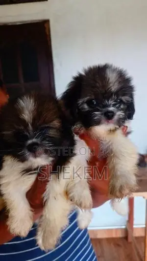 Shihtzu Puppies