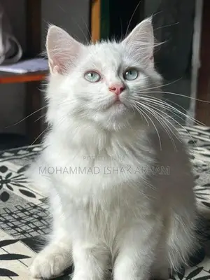 Persian Kitten