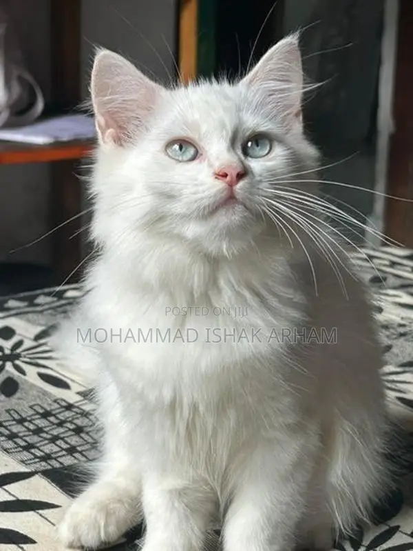Persian Kitten