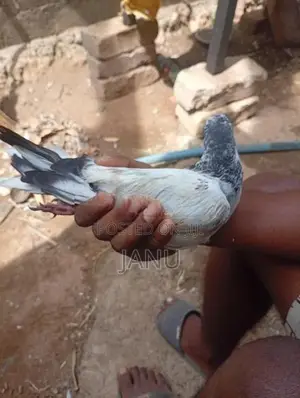 Pigeon