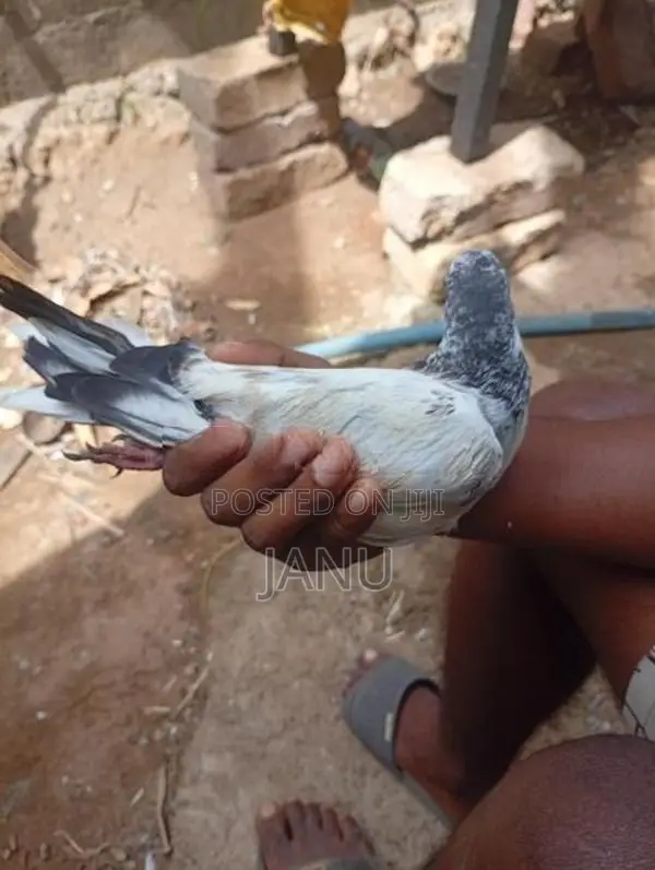 Pigeon