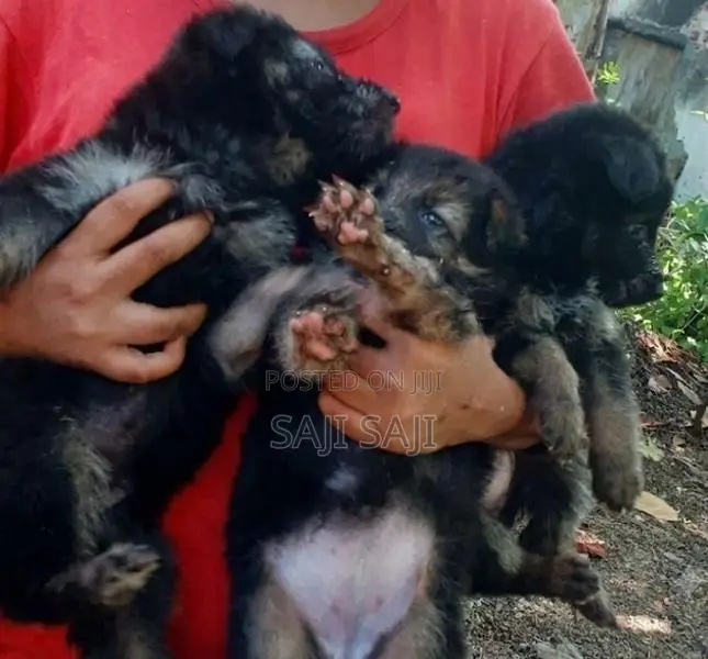 German Shepherd Puppy
