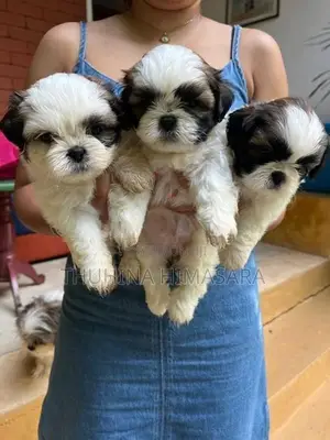 Shihtzu Puppies