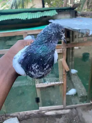 Teddy Male Pigeon