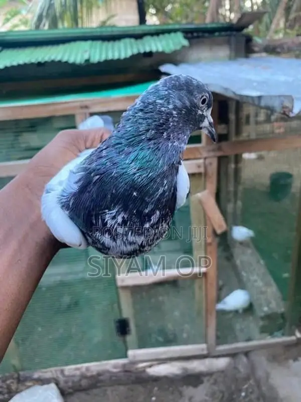 Teddy Male Pigeon