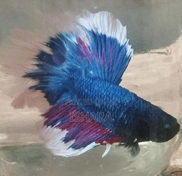 Fighter Fish