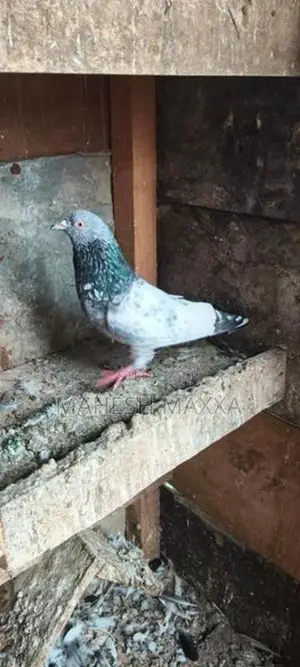 Goldan Pakistan Pigeon