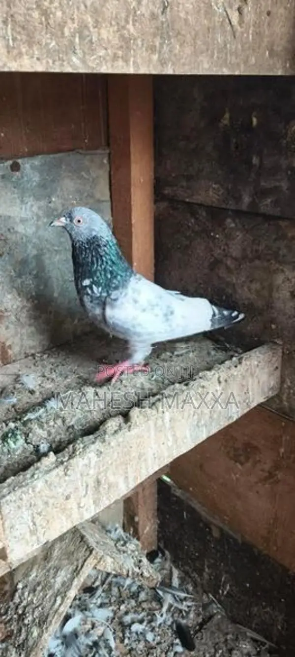 Goldan Pakistan Pigeon