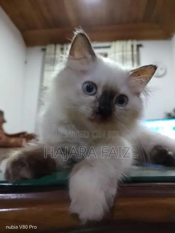 kittens