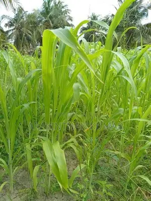 ஆடு மாடுகளுக்கான வளர்ப்புபுல் விதைகள்