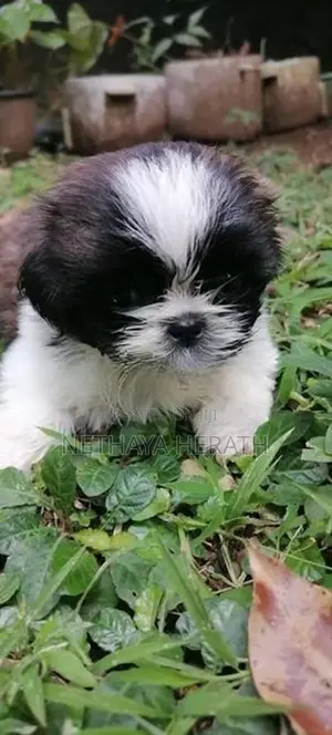 Shih Tzu Puppies