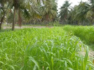 ஆடு மாடுகளுக்கான வளர்ப்புபுல்விதை