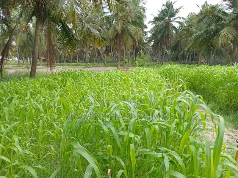 ஆடு மாடுகளுக்கான வளர்ப்புபுல்விதை