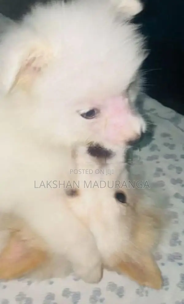 Pomeranian Dog