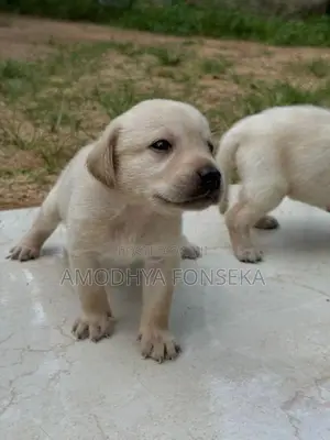 Labrador Puppies