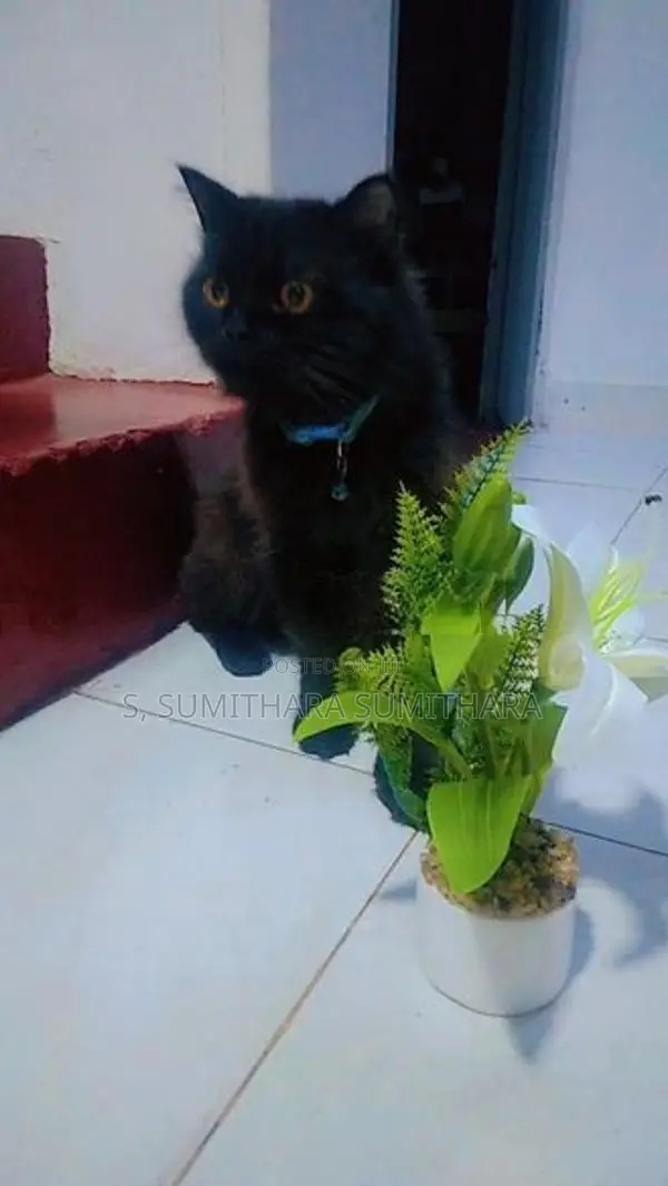 පර්සියන් කැට්