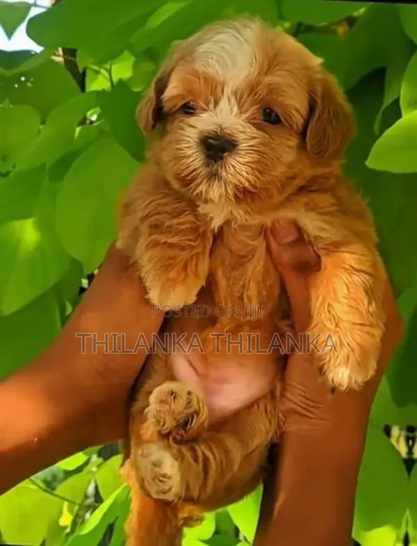Terrier Puppies