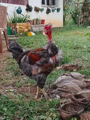 rooster