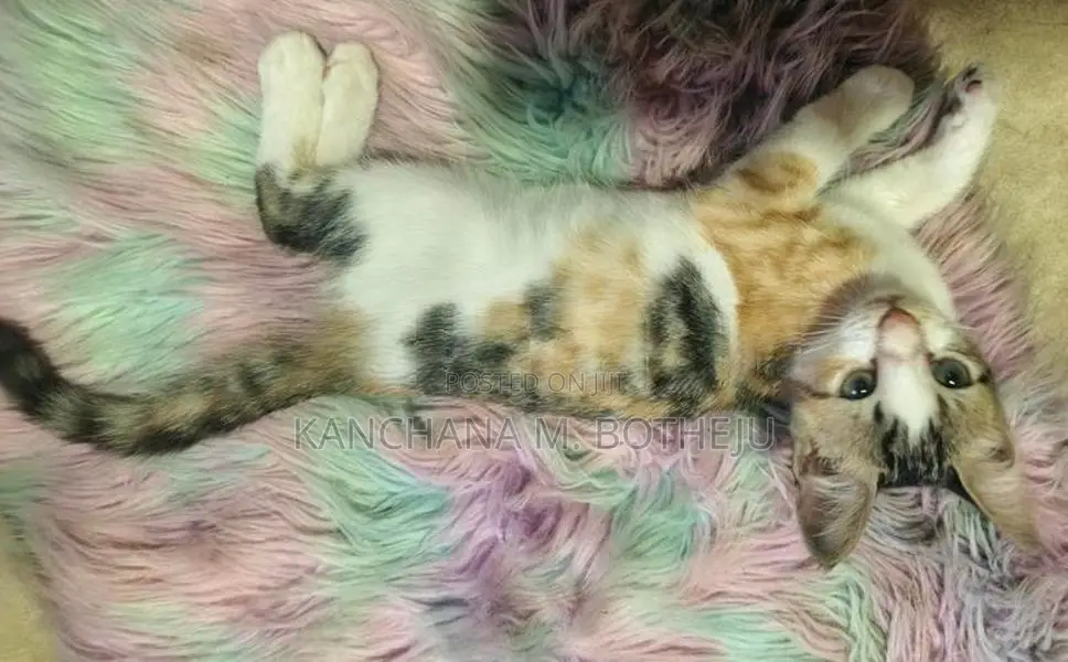 Mix Persian Cats