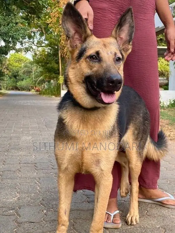 German Shepherd Short Coat Female