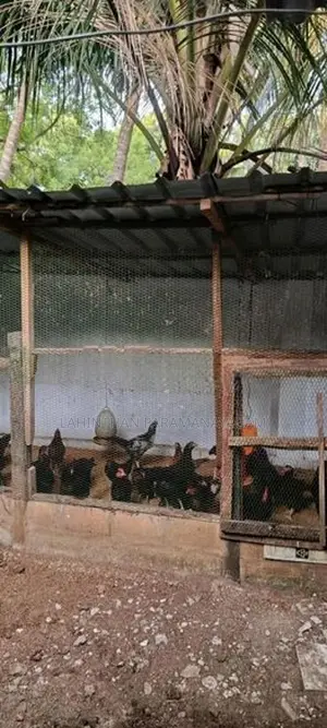 Country Chicken